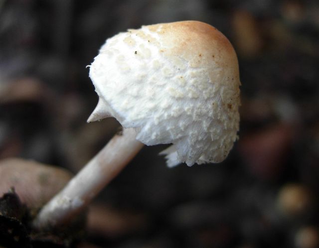 Piccole Lepiota